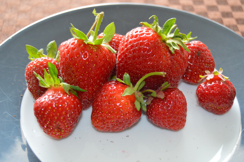 Norwegian Strawberries
